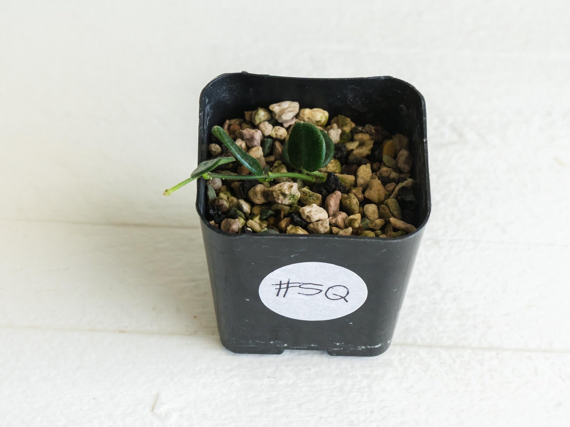 Hoya tengchongensis | 2-Inch