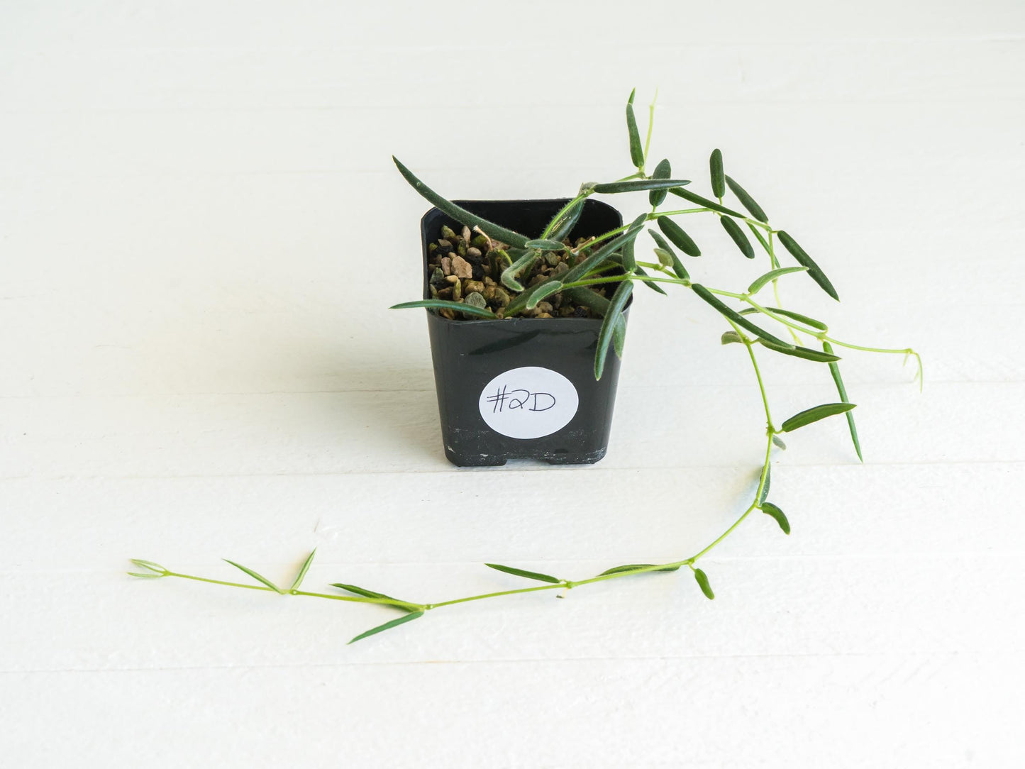 Hoya linearis | 2-Inch