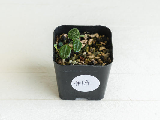 Hoya serpens (Splash) | 2-Inch