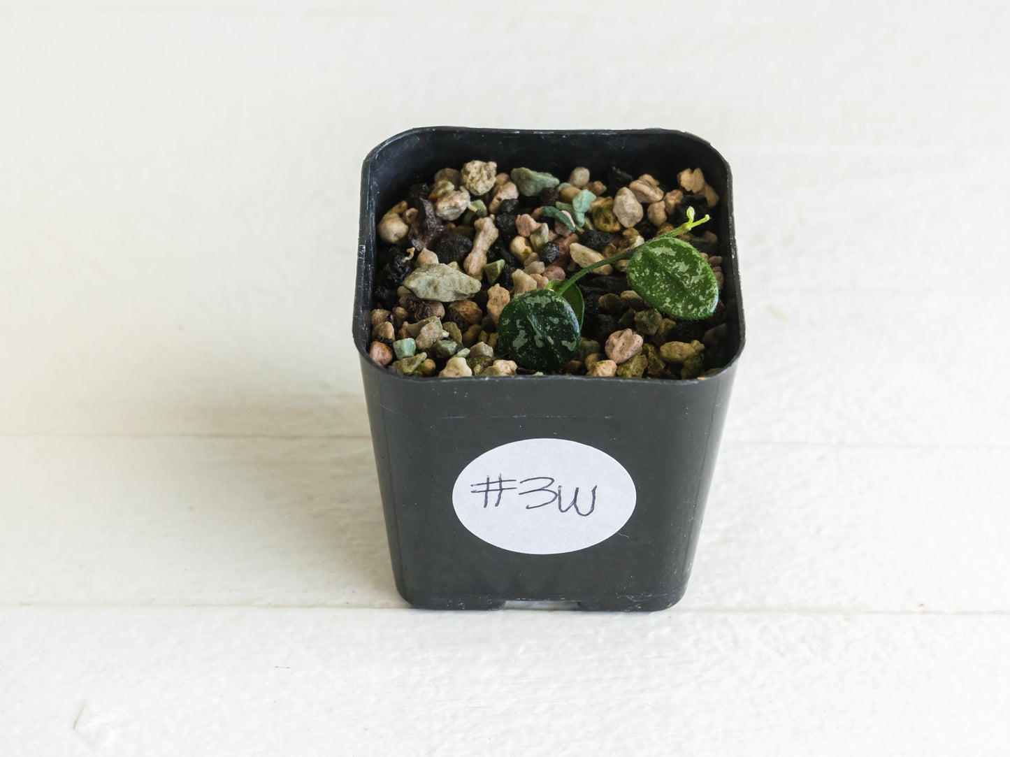 Hoya serpens (Splash) | 2-Inch