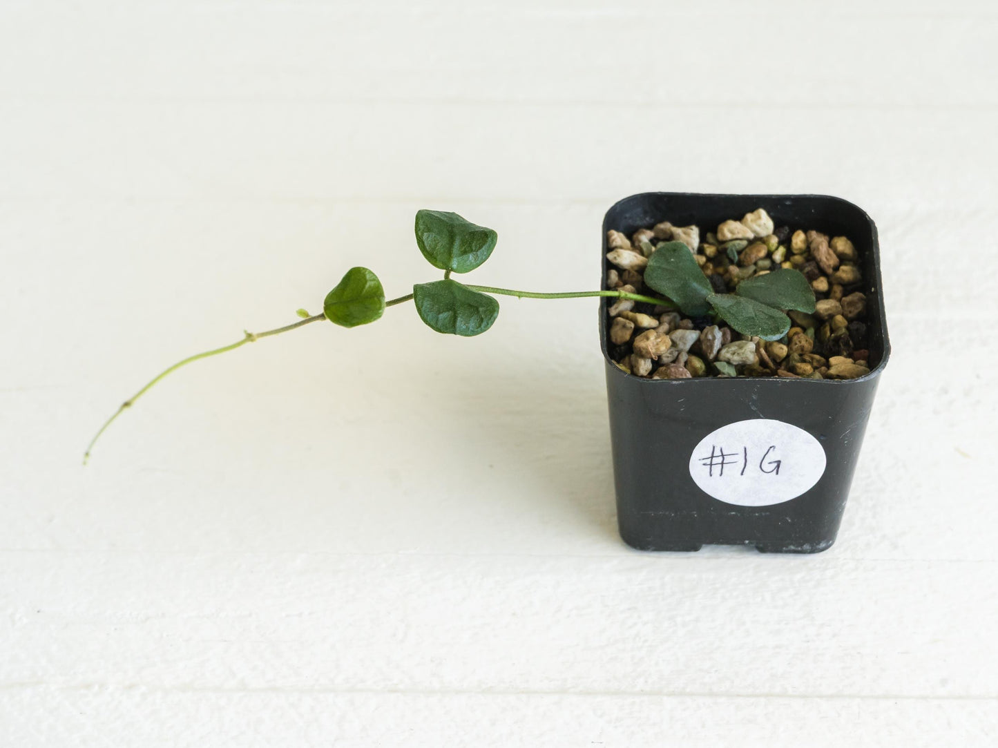 Hoya obcordata | 2-Inch