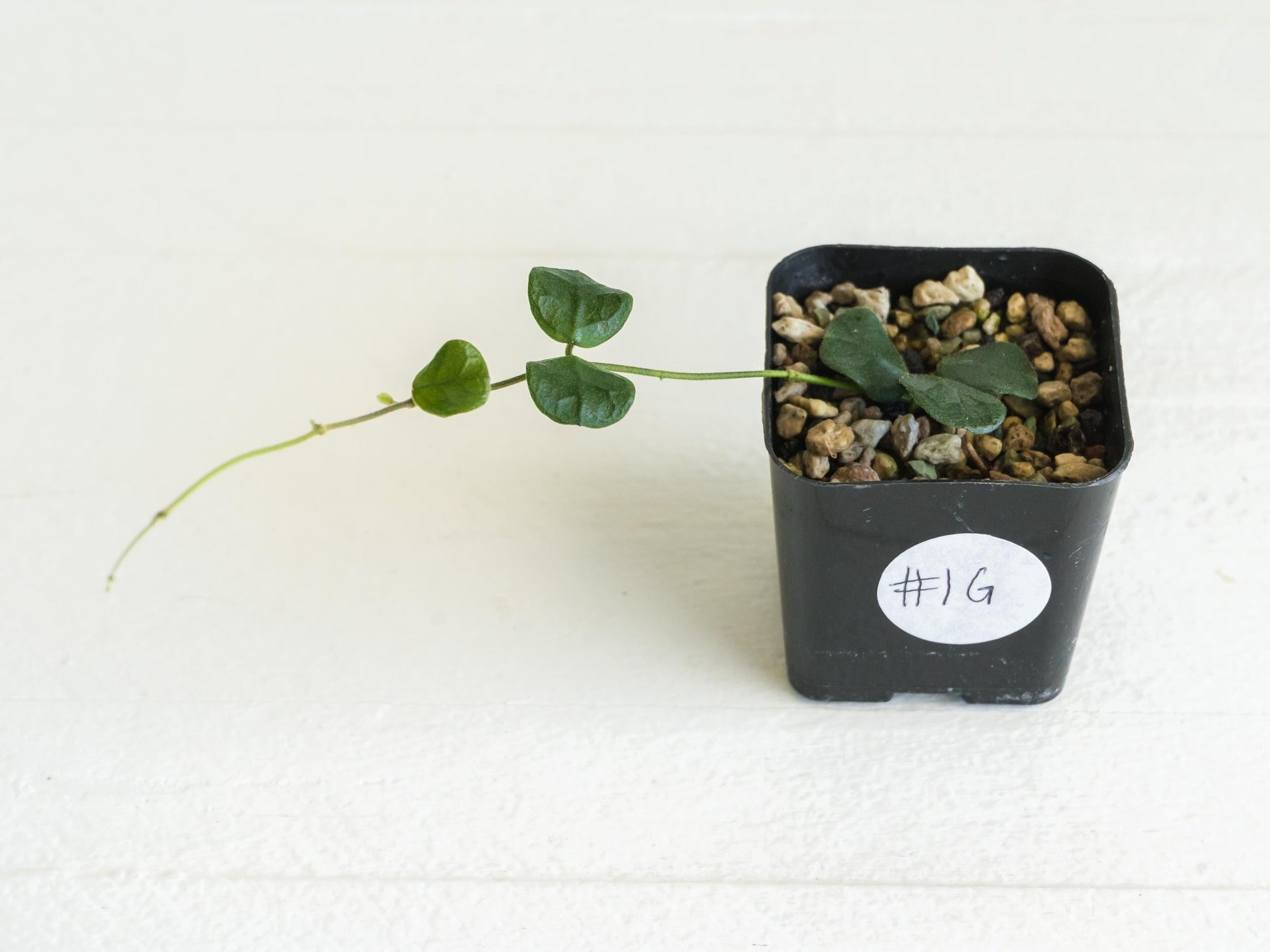 Hoya obcordata | 2-Inch