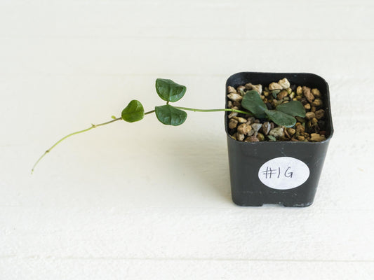 Hoya obcordata | 2-Inch