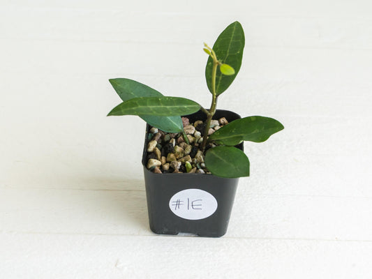 Hoya Elliptica (Blemished) | 2-Inch