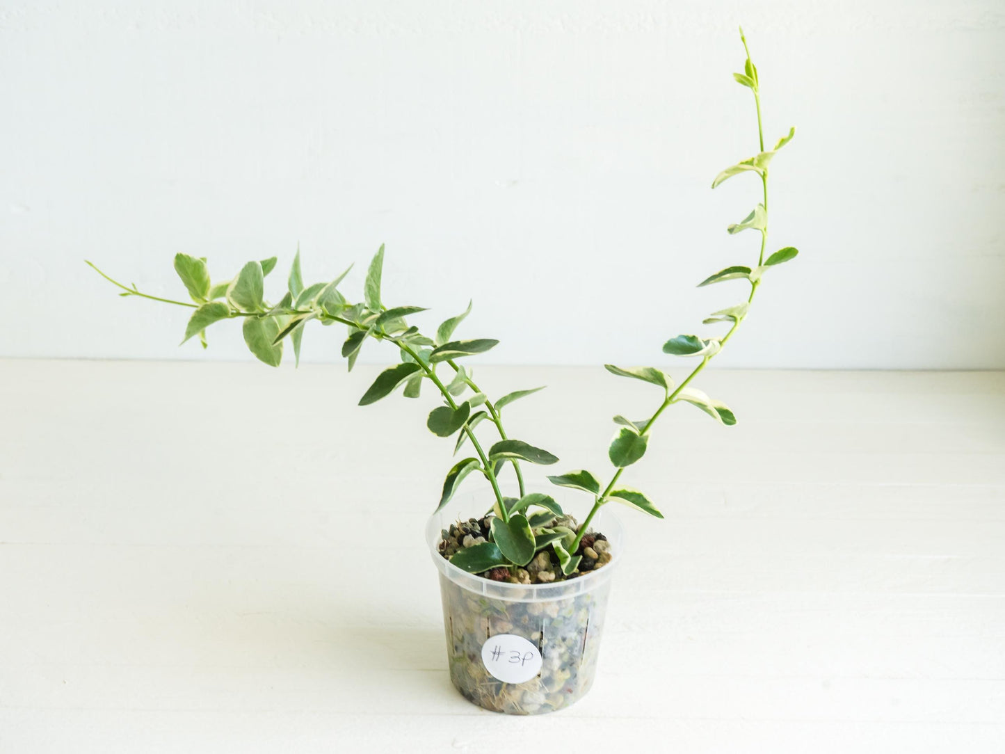 Hoya cumingiana (Albo | Outer Variegated) | 3-Inch