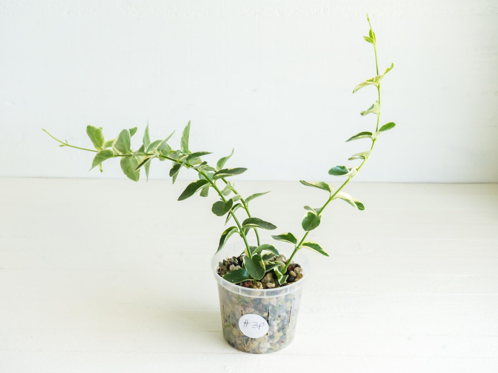 Hoya cumingiana (Albo | Outer Variegated) | 3-Inch