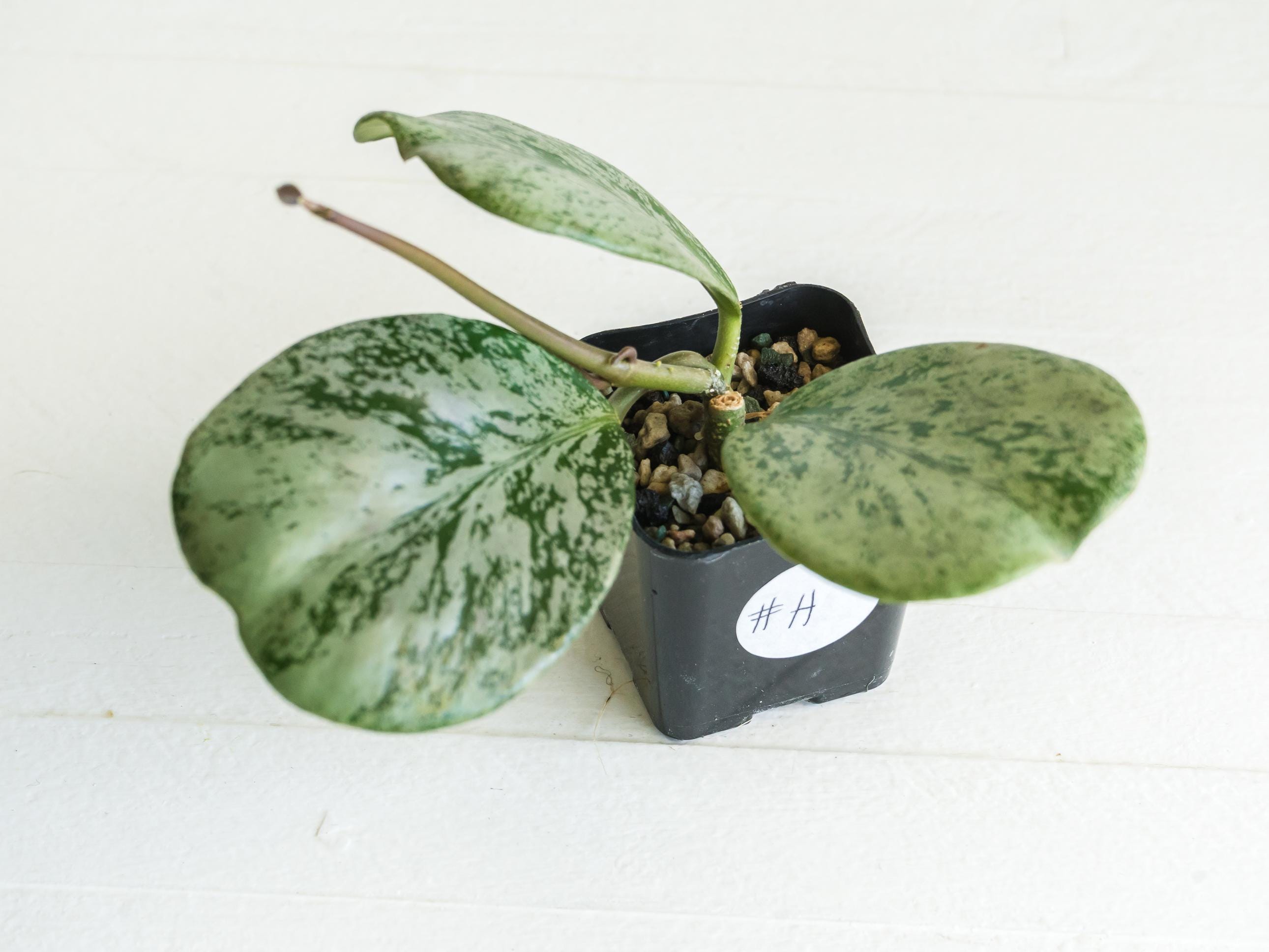Hoya chiang dao (Silver) | 2-Inch – Hoya Treasures