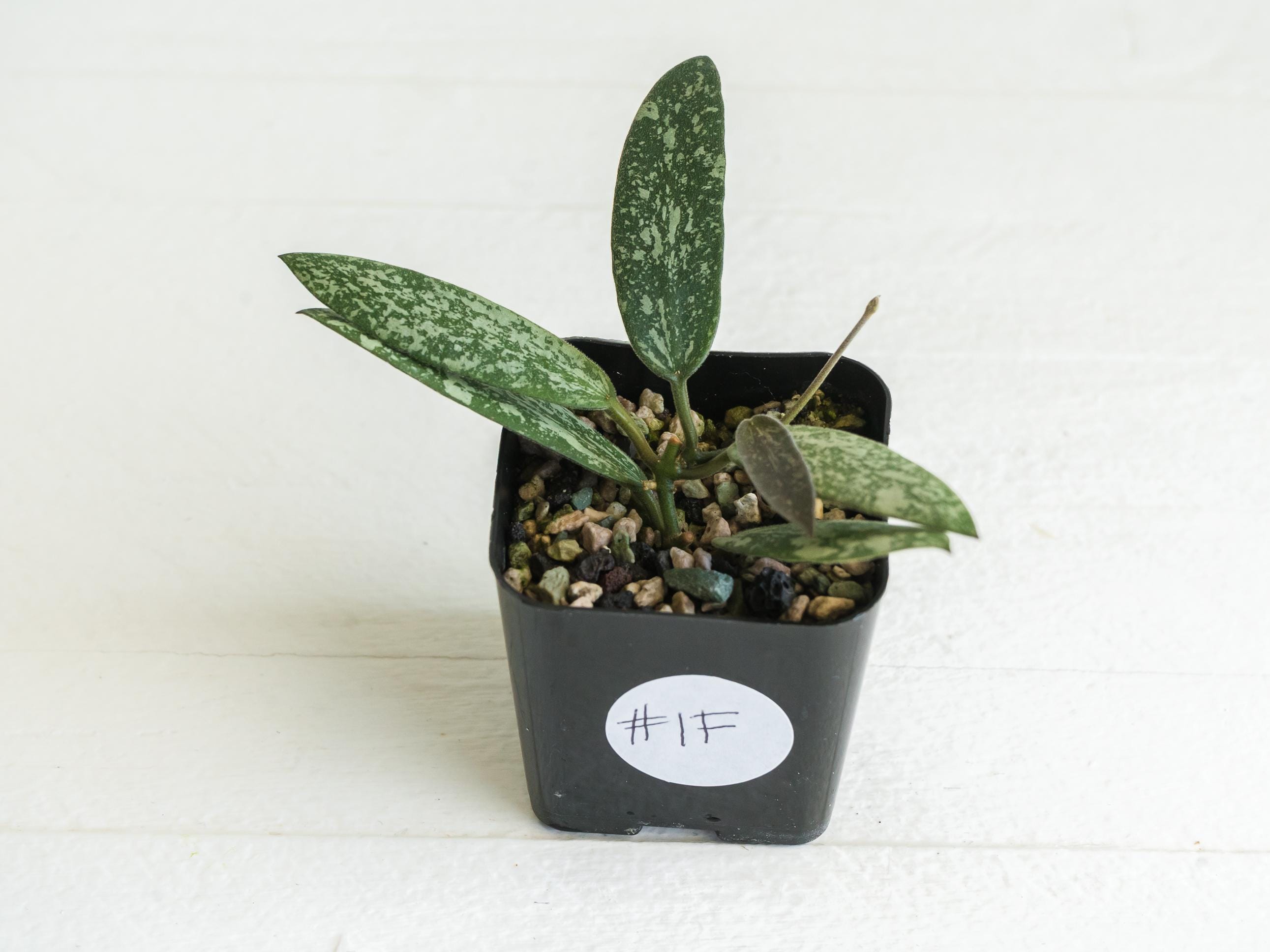 Hoya sigillatis 'Round Leaf' aka sigillatis (Silver) AH001 | 2