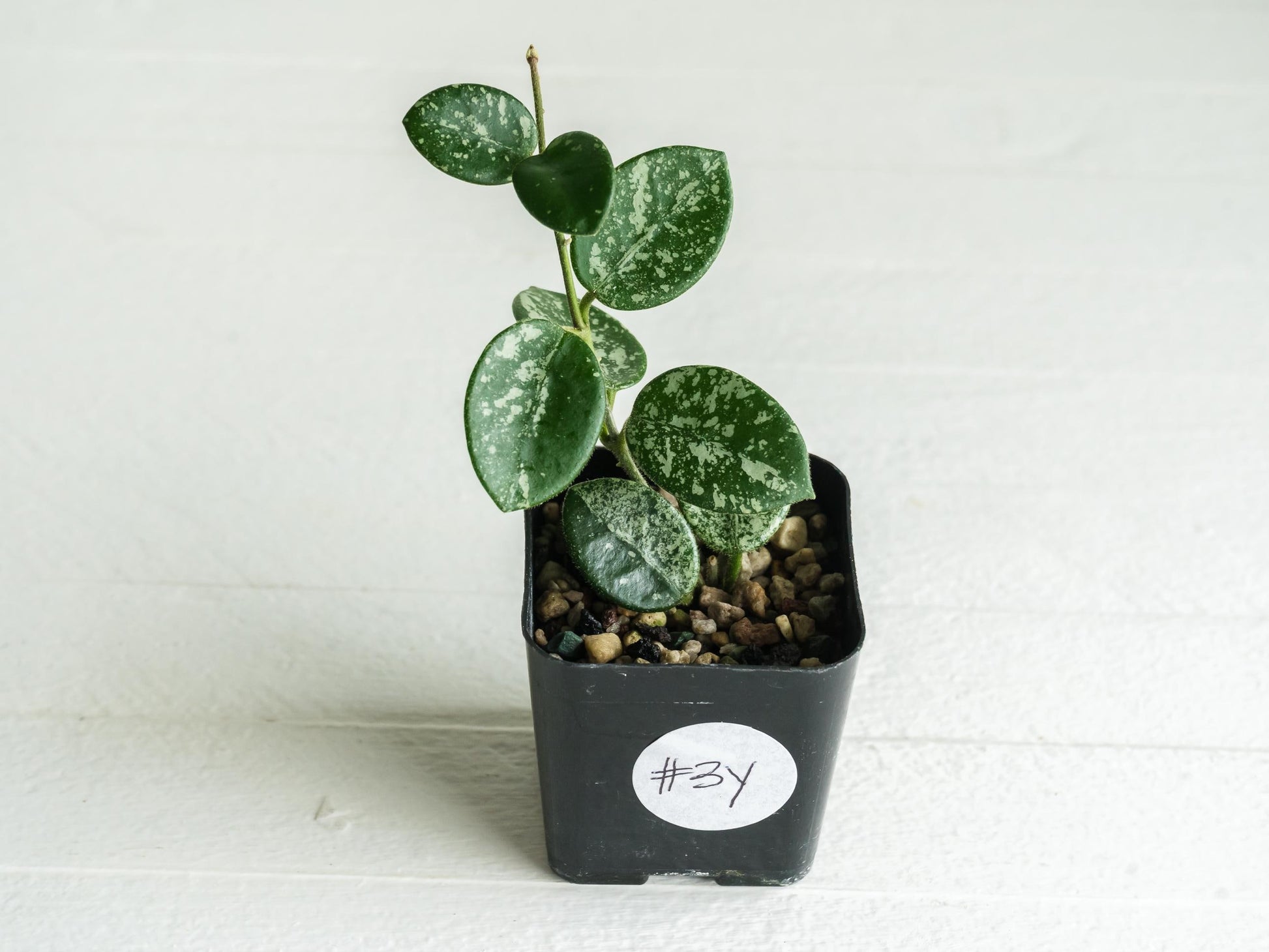 Hoya 'Mathilde' (Splash) | 2-Inch