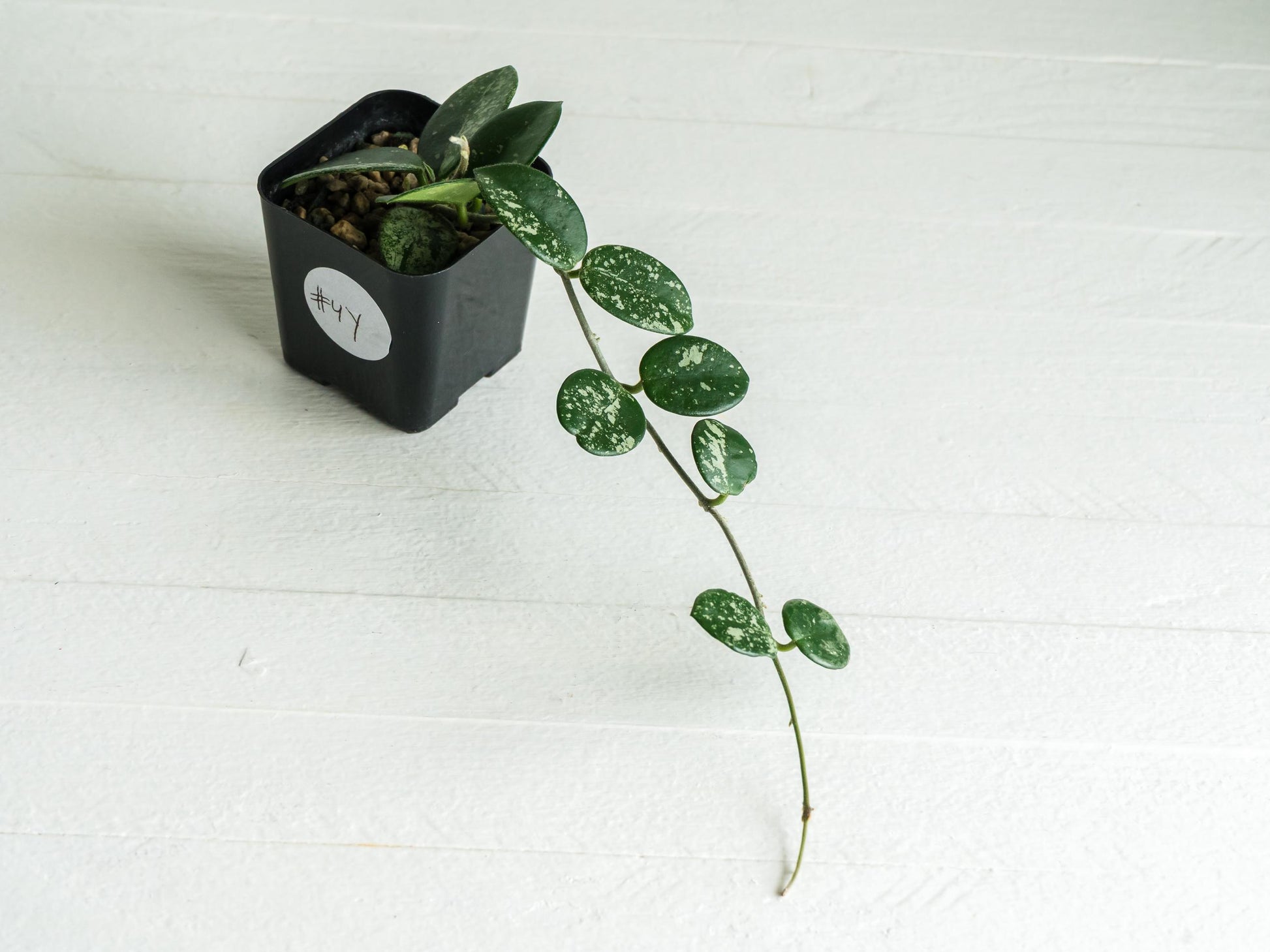 Hoya 'Mathilde' (Splash) | 2-Inch