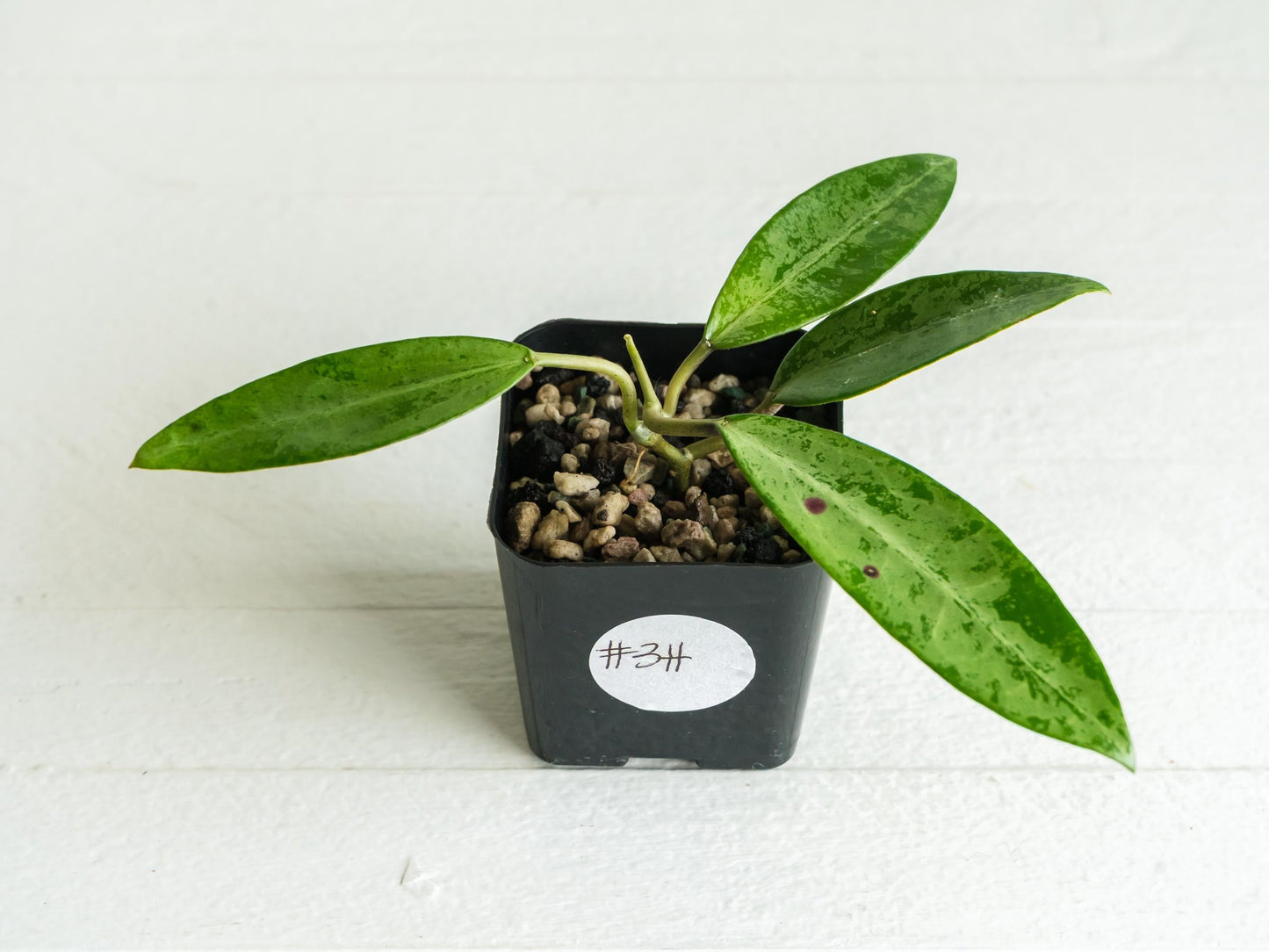 Hoya 'Rime' (Splash) | 2-Inch
