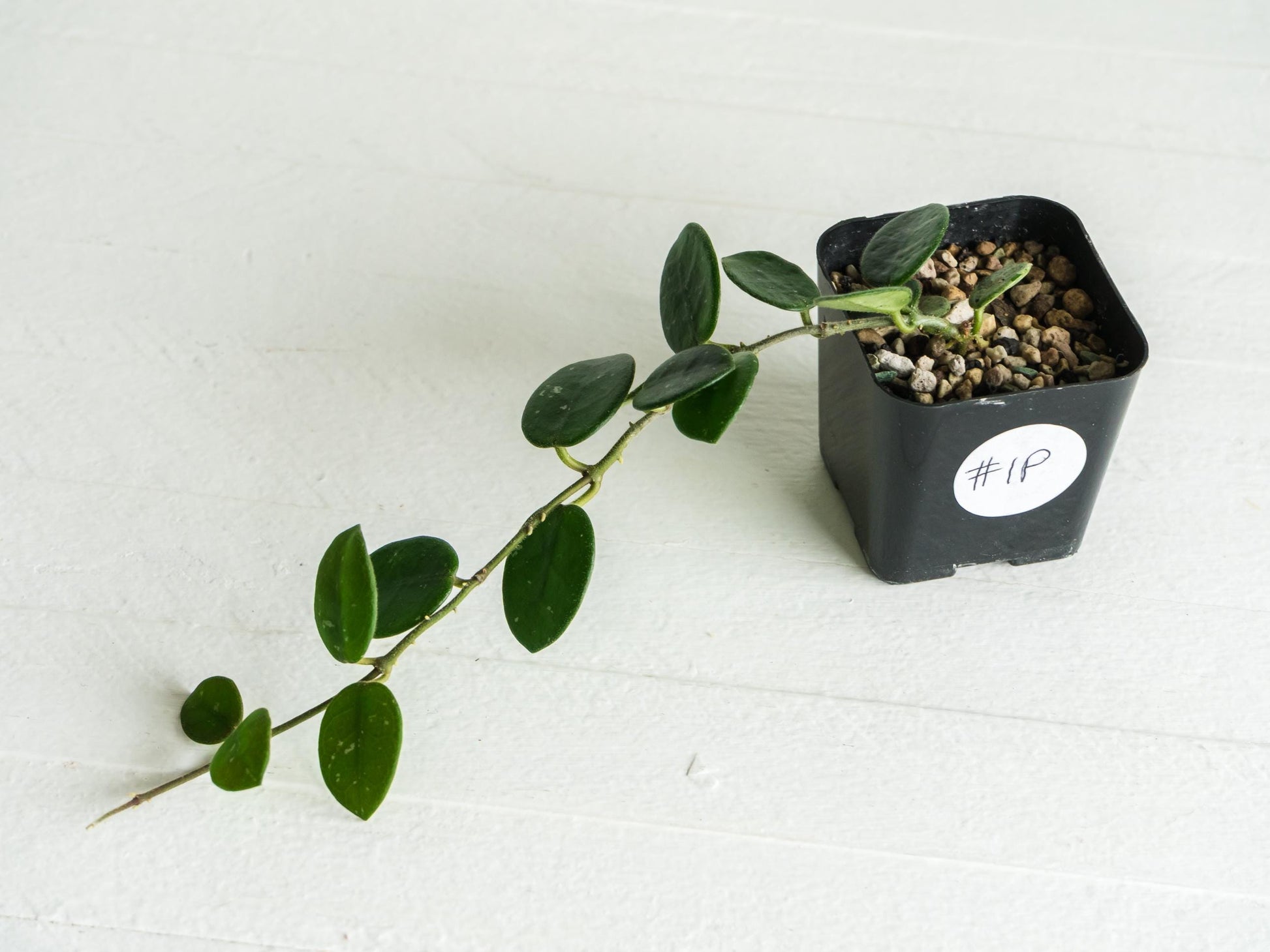 Hoya 'Mathilde' | 2-Inch