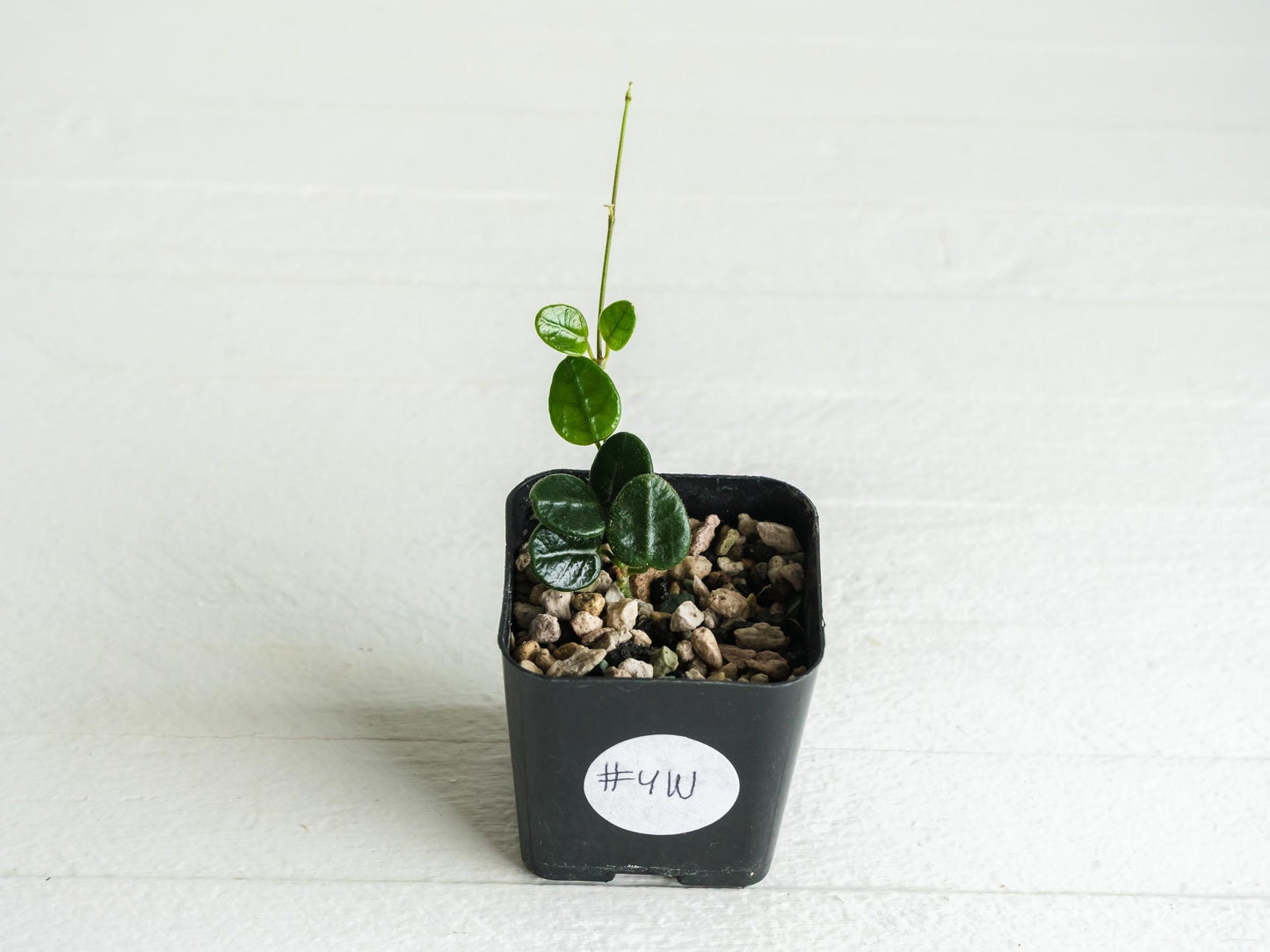 Hoya tengchongensis | 2-Inch