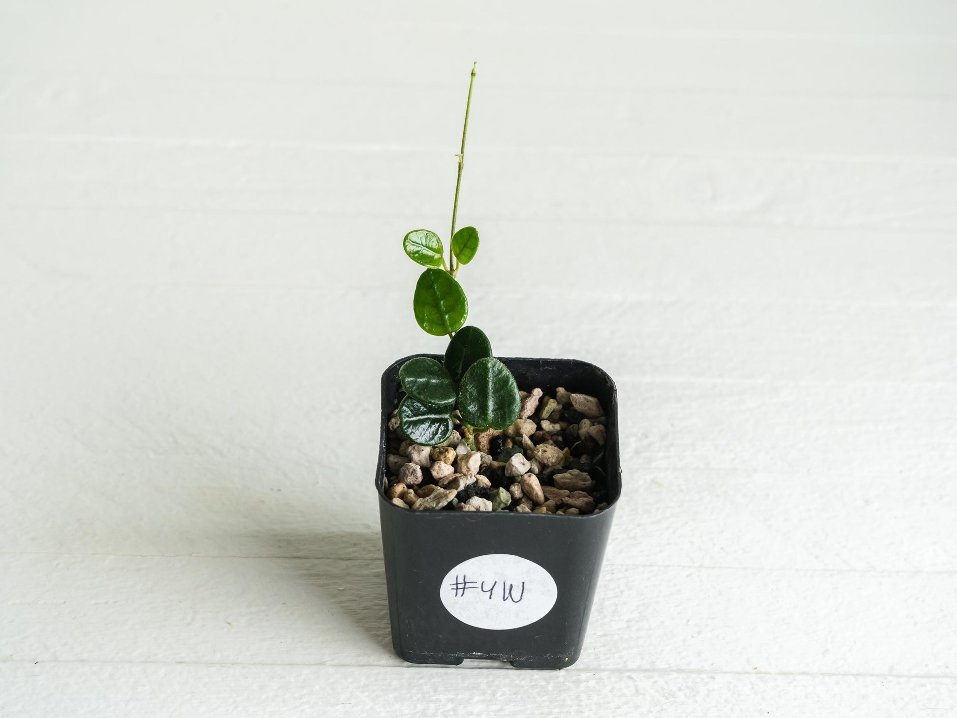 Hoya tengchongensis | 2-Inch