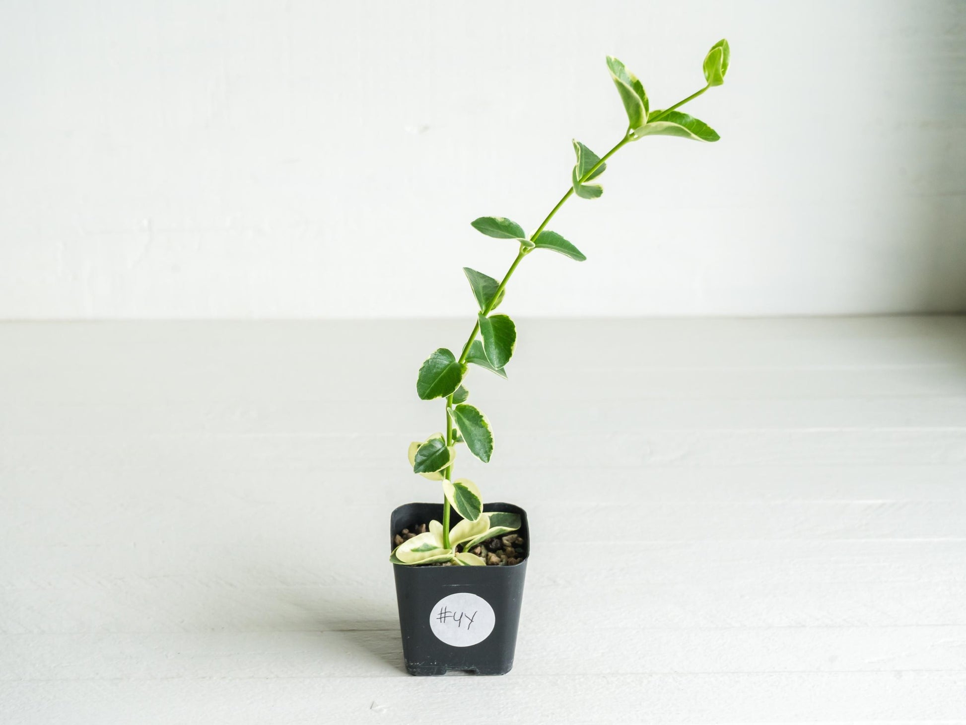 Hoya cumingiana (Albo | Outer Variegated) | 2-Inch