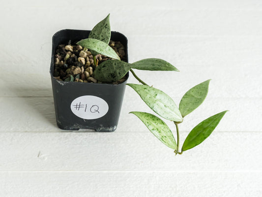 Hoya lacunosa 'Silver Lime' | 2-Inch
