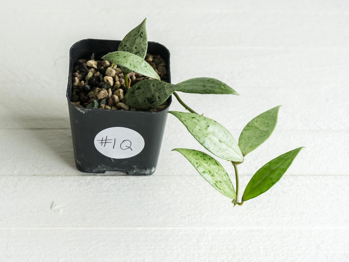 Hoya lacunosa 'Silver Lime' | 2-Inch