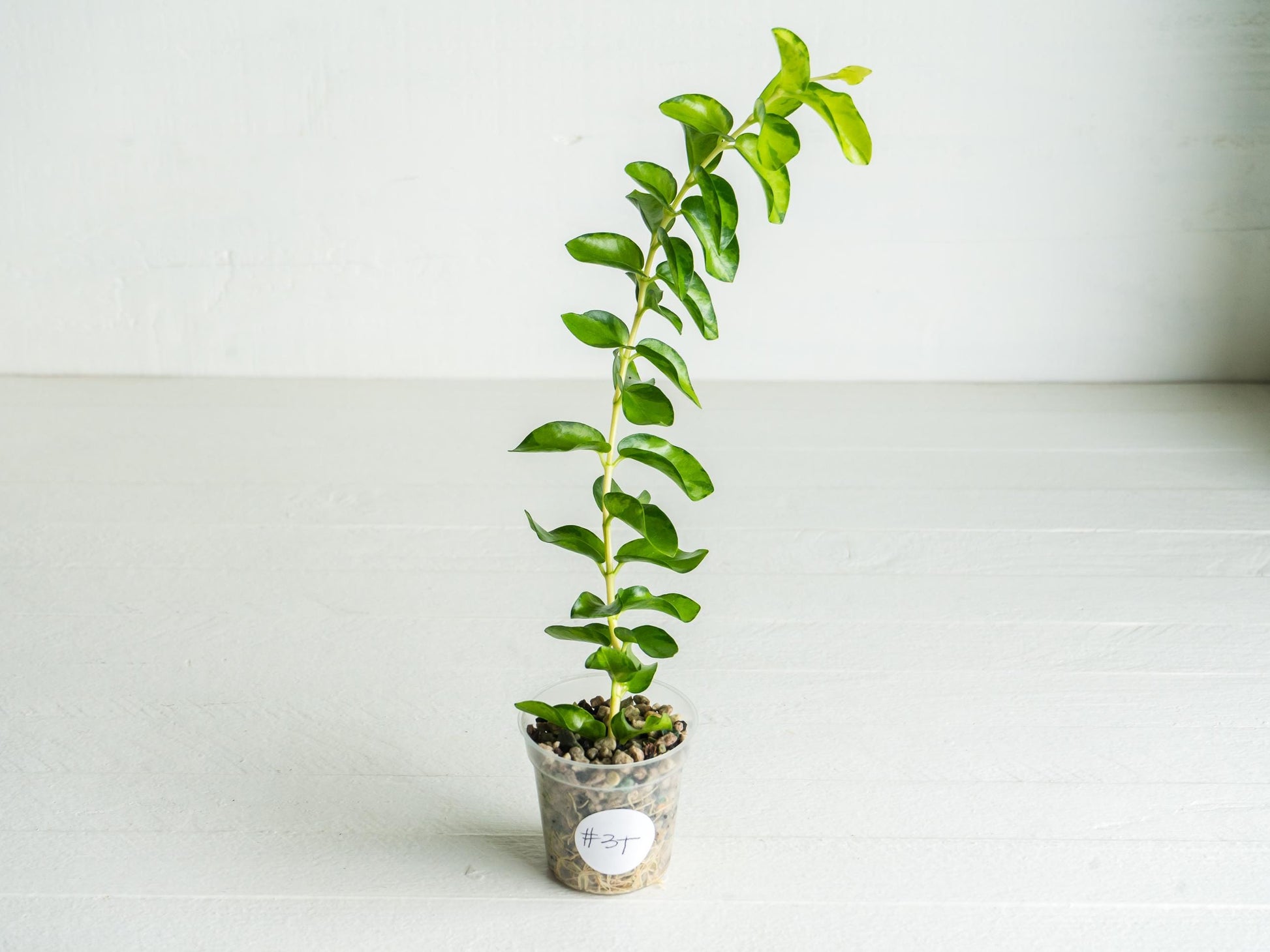 Hoya cumingiana (Inner Variegated) | 2-Inch