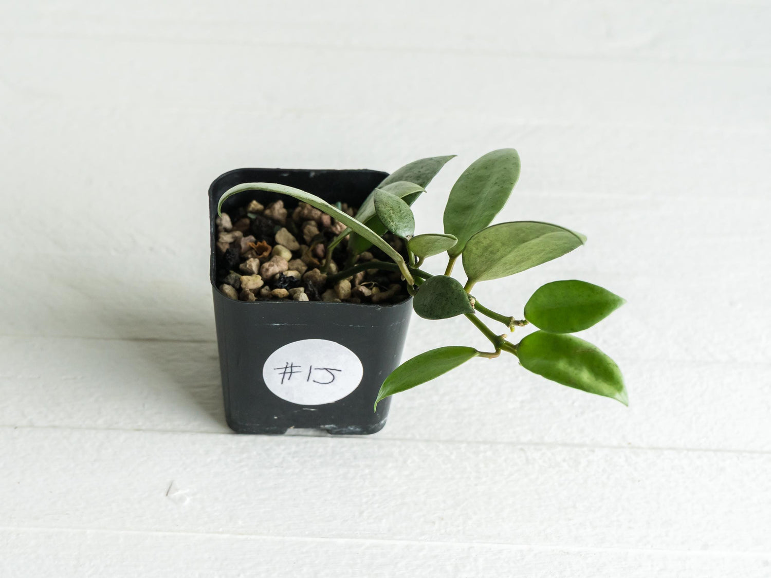 Hoya lacunosa 'Silver Mint Coin'