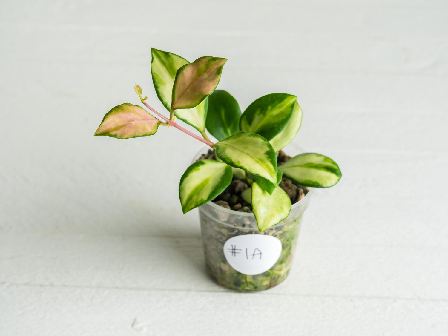 Hoya heuschkeliana (Inner Variegated) | 2-Inch