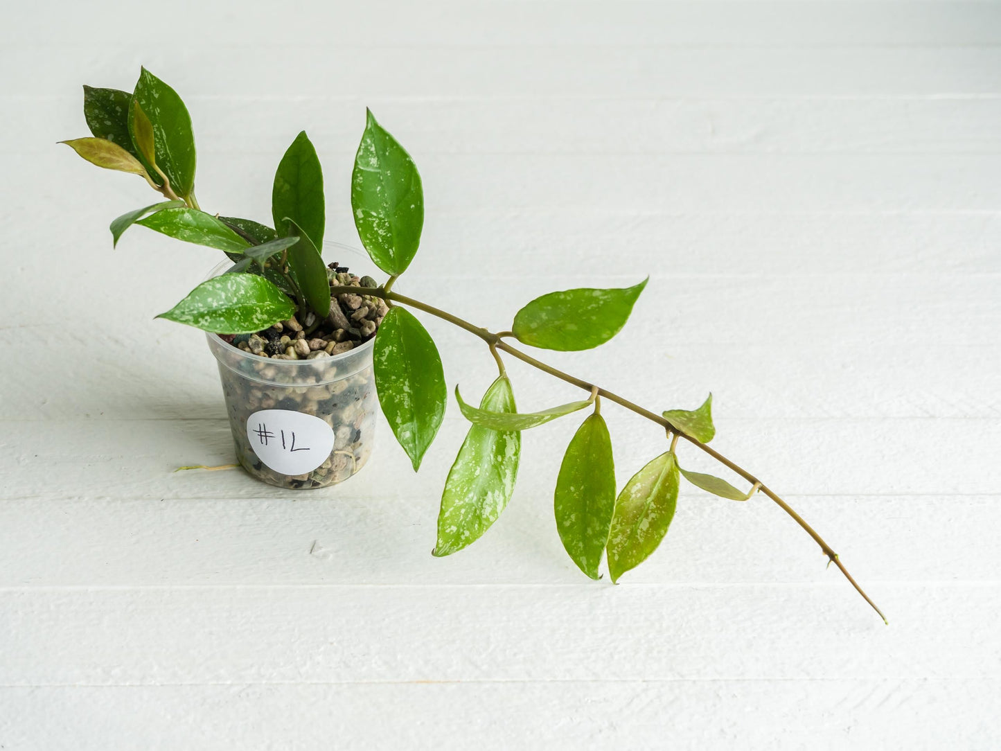 Hoya 'Rebecca' (Splash) | 2-Inch