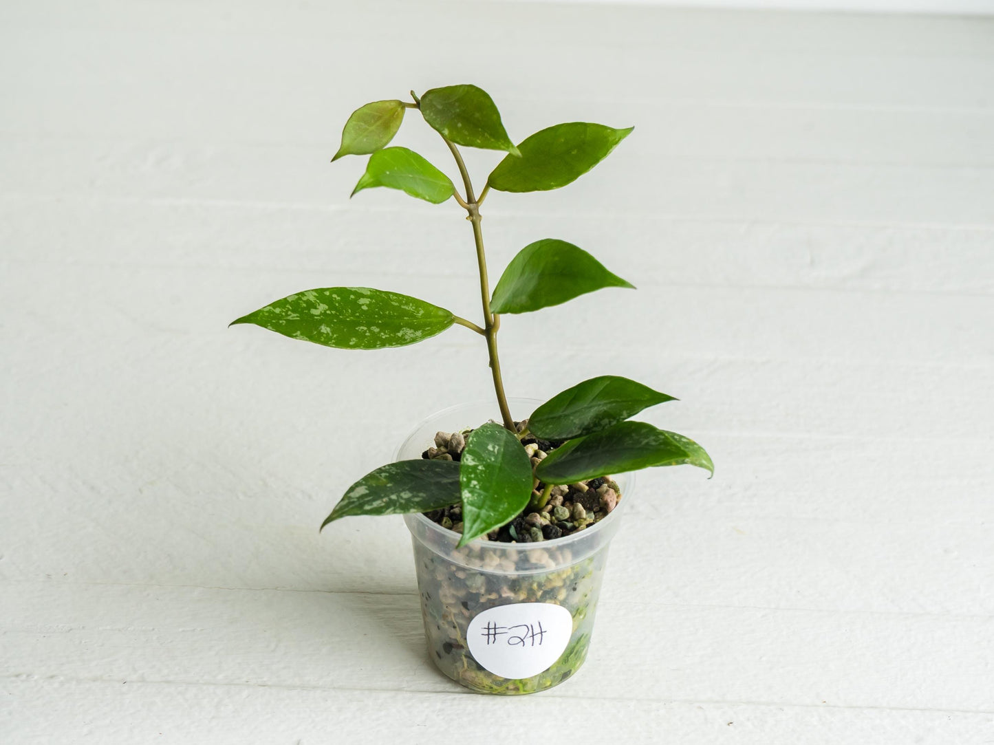 Hoya 'Rebecca' (Splash) | 2-Inch