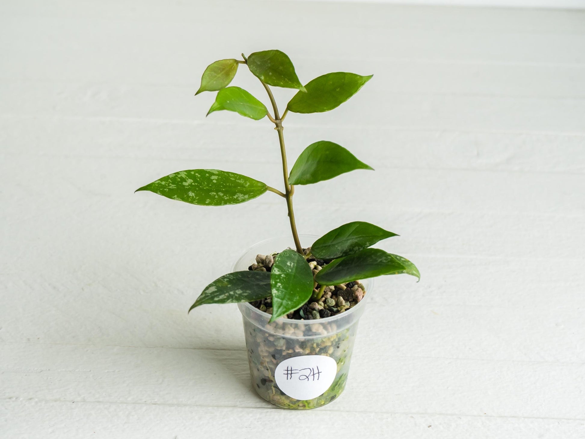 Hoya 'Rebecca' (Splash) | 2-Inch