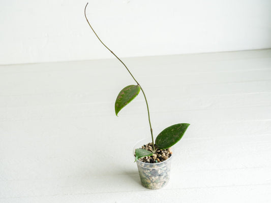 Hoya 'Wibergiea Pink Crush' (DMW-001-U) [verticillata (ex. wibergiea) x unknown] | 2-Inch
