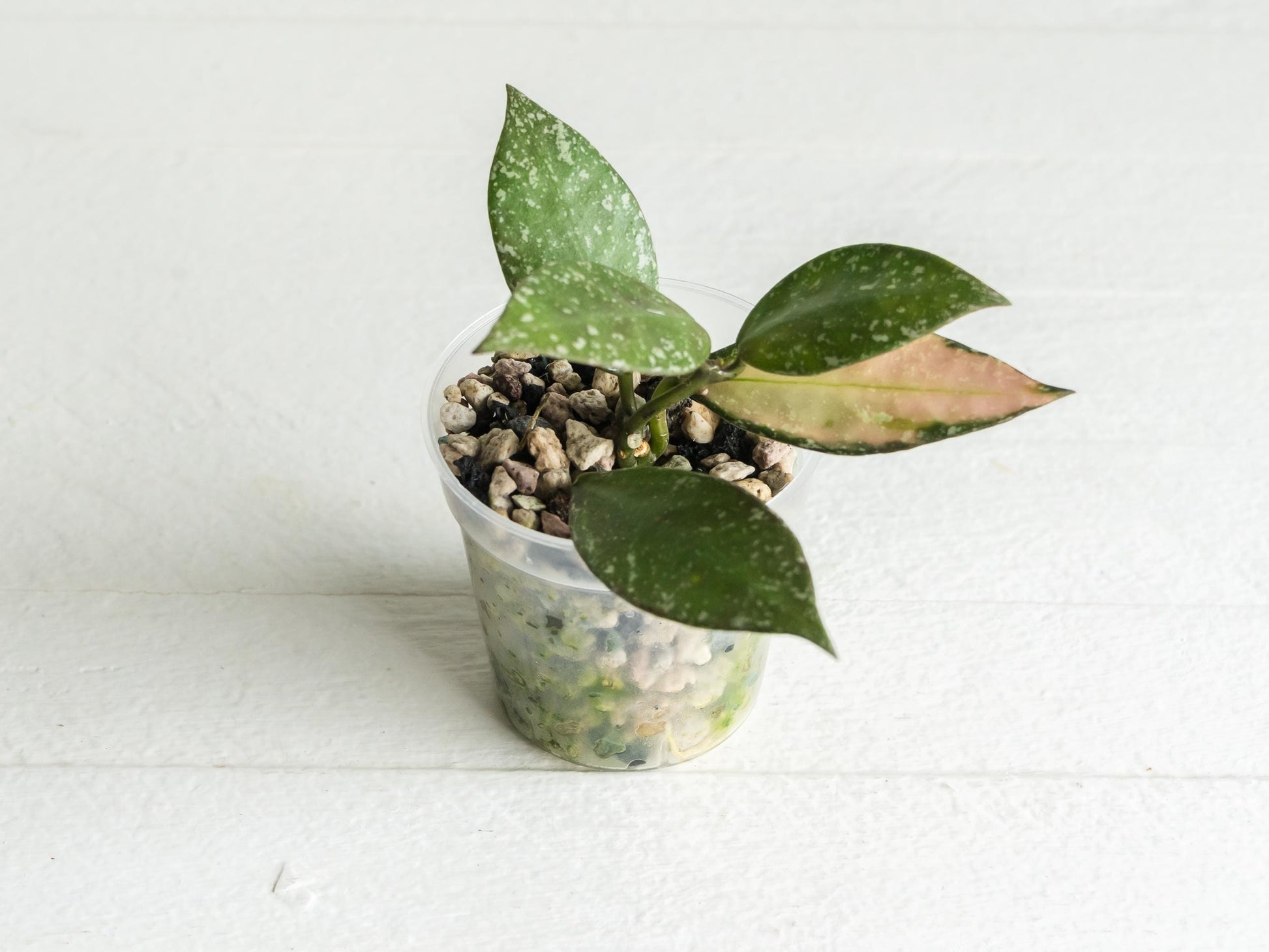 Hoya nabawanensis (Splash) | 2-Inch