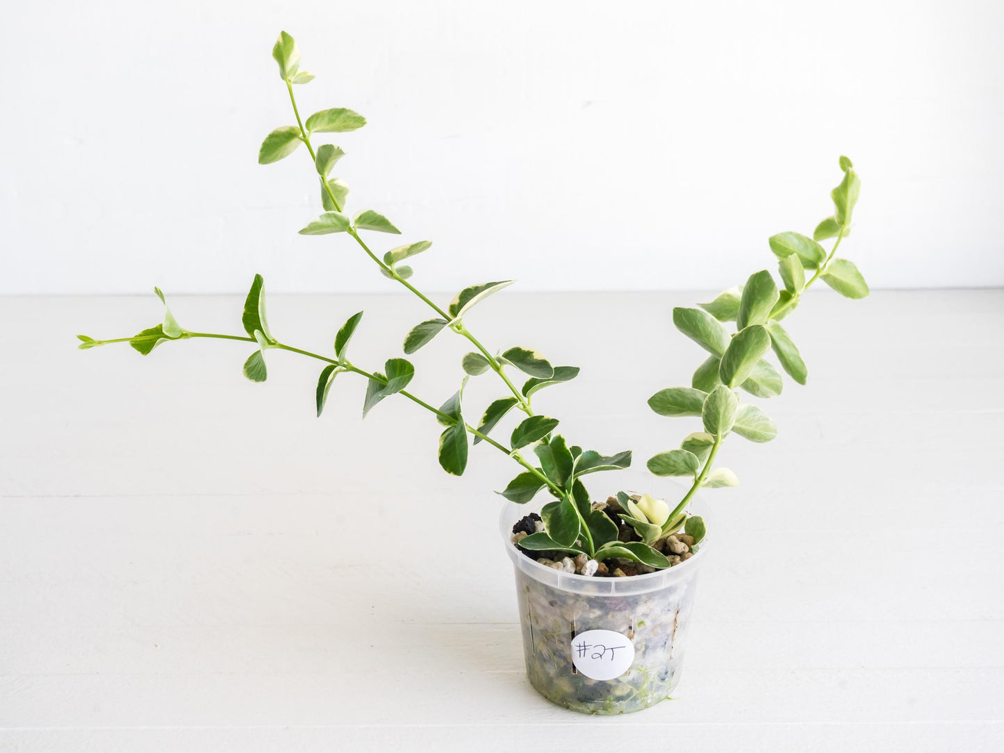 Hoya cumingiana (Albo | Outer Variegated) | 3-Inch