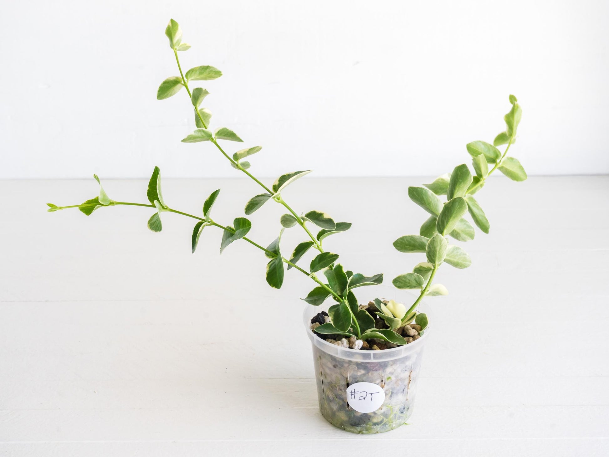 Hoya cumingiana (Albo | Outer Variegated) | 3-Inch