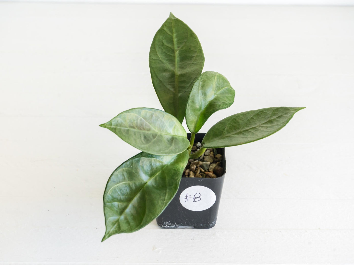 Hoya Lai Chau (Silver) | 2-Inch