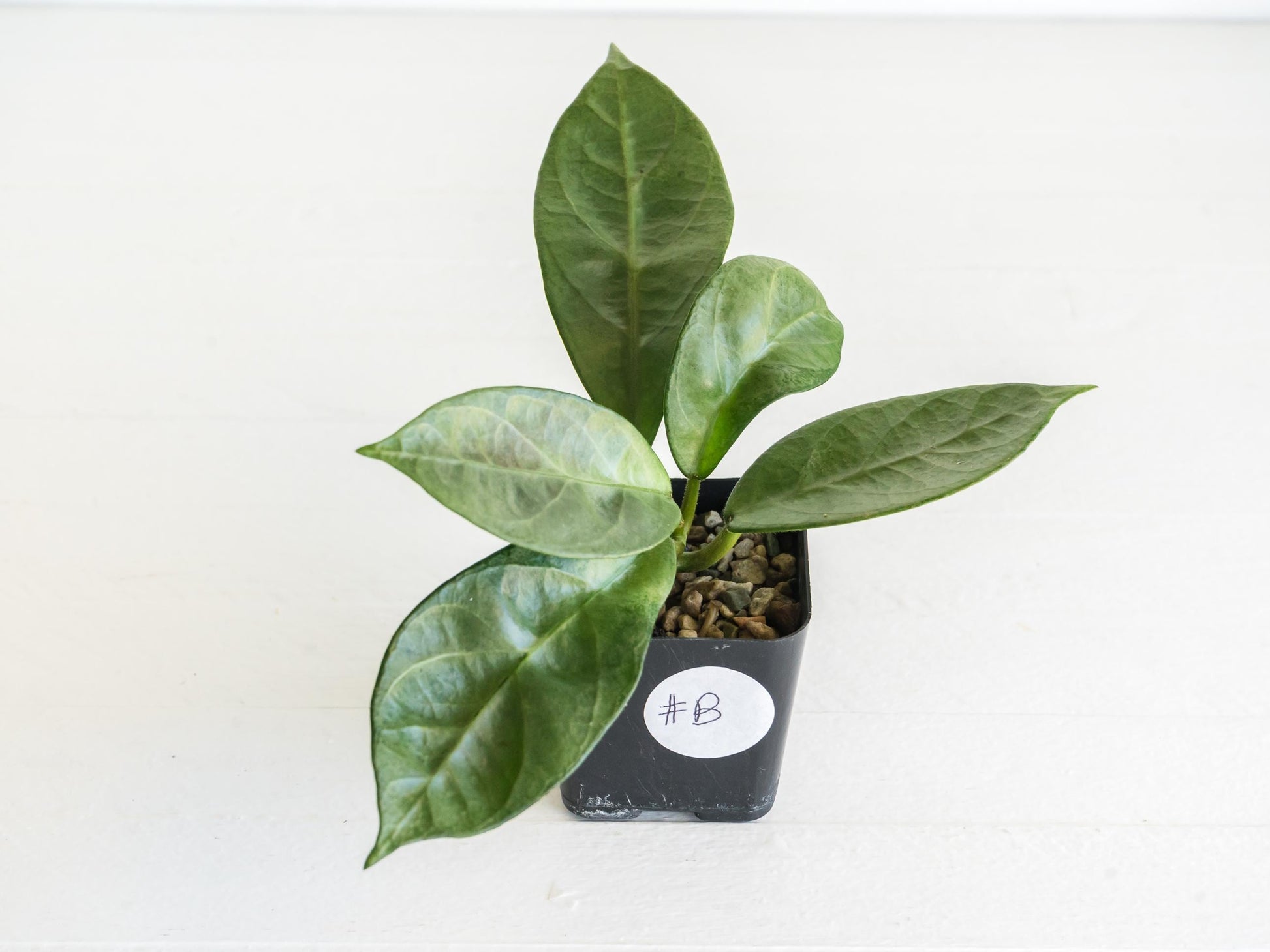 Hoya Lai Chau (Silver) | 2-Inch