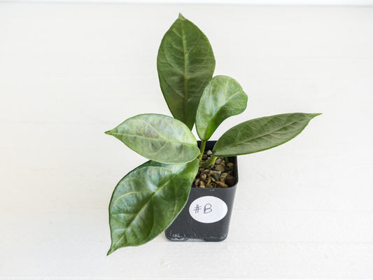 Hoya Lai Chau (Silver) | 2-Inch