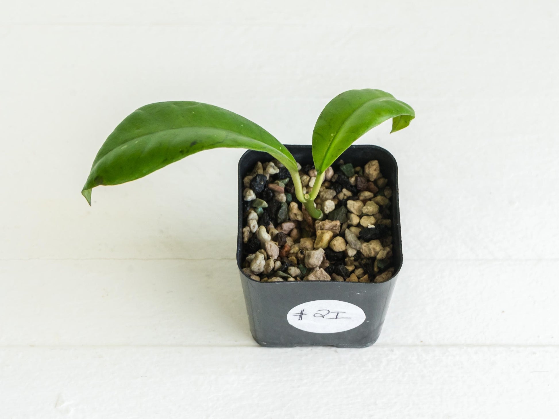 Hoya gunung gading | 2-Inch