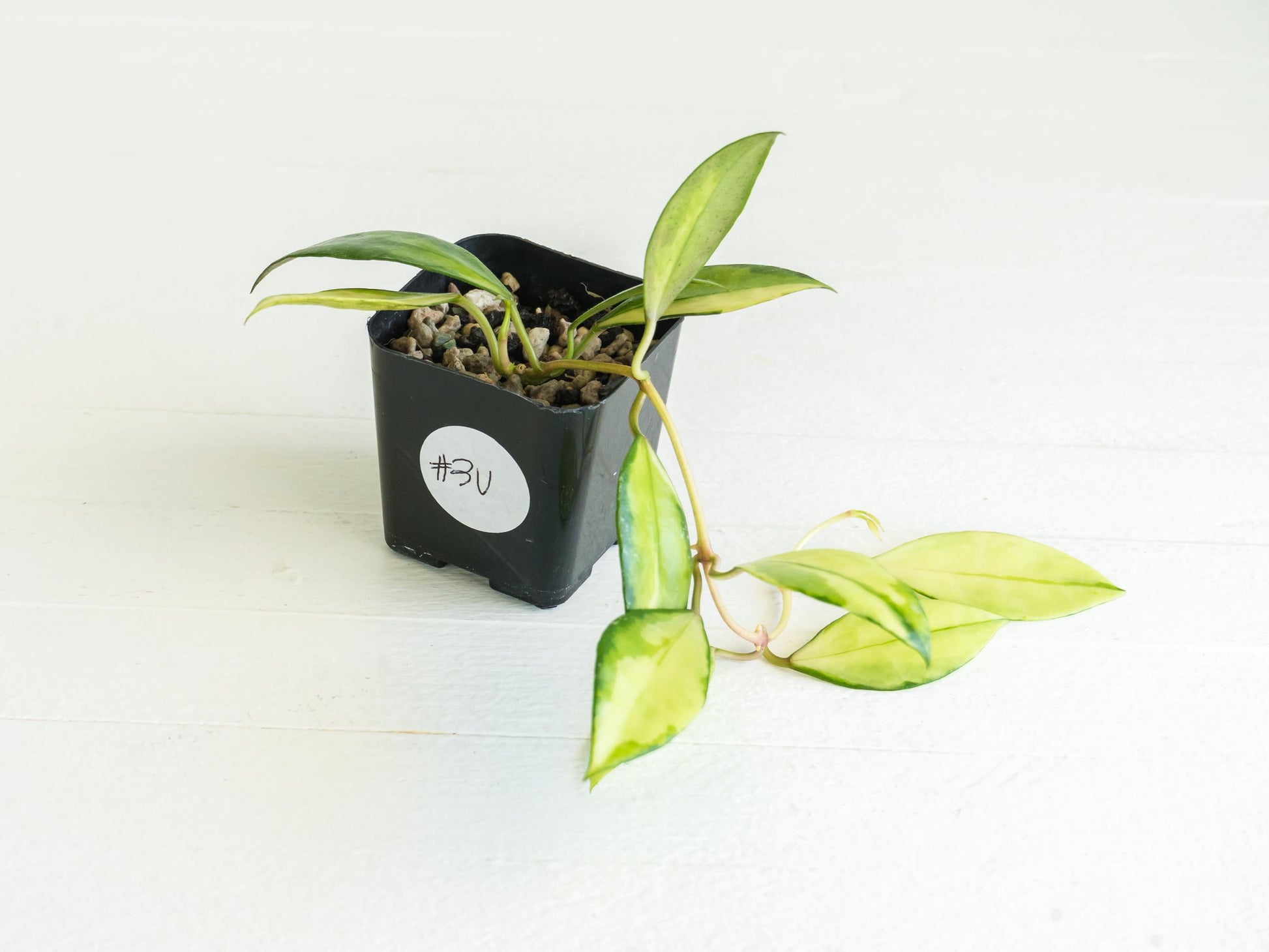 Hoya walliniana (Inner Variegated) | 2-Inch