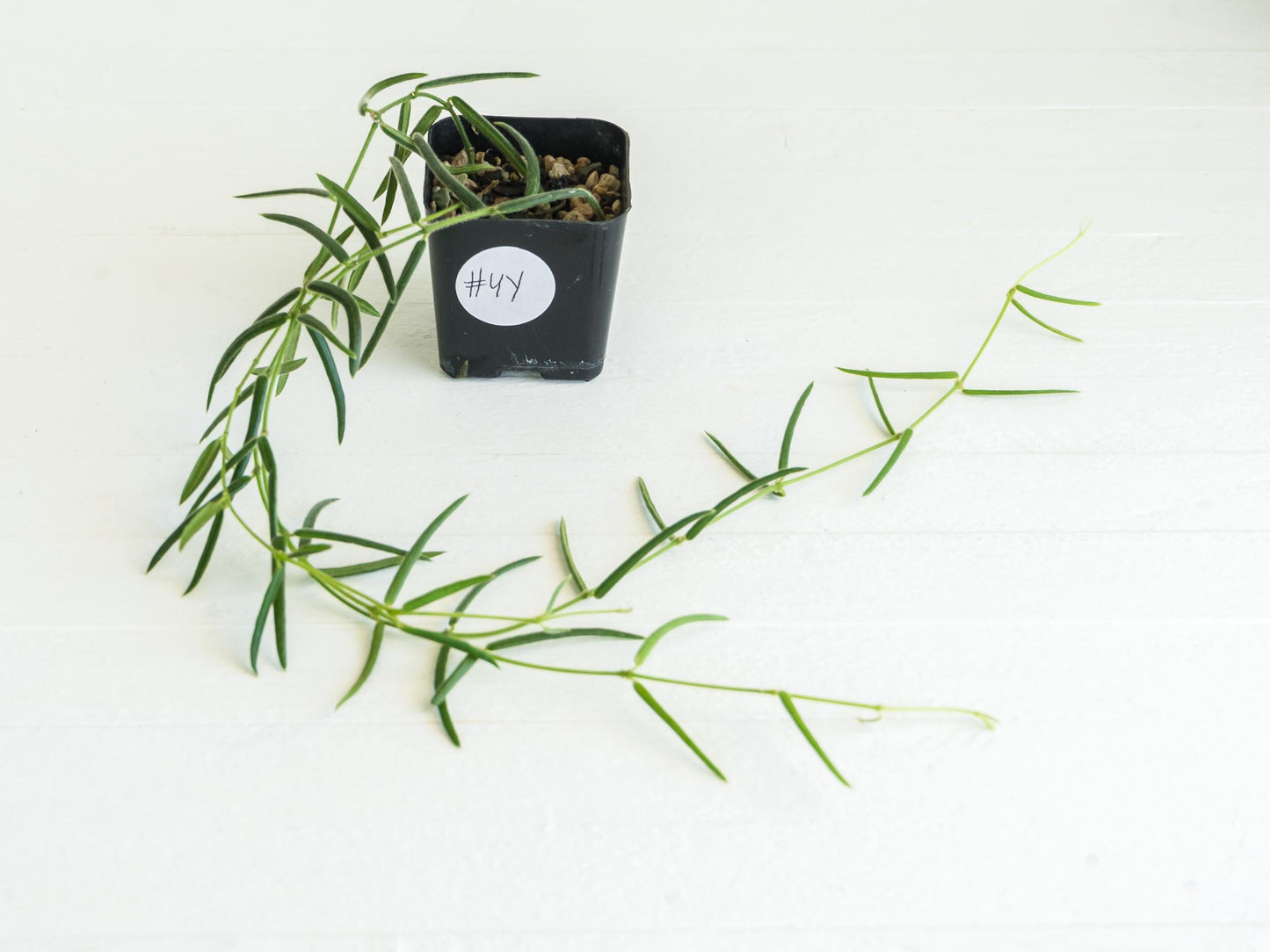 Hoya linearis | 2-Inch