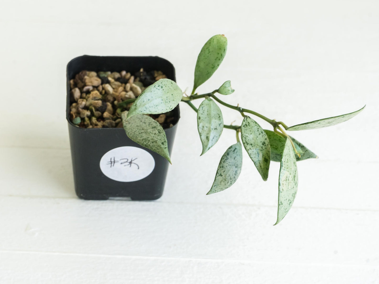 Hoya lacunosa 'Silver Lime' | 2-Inch