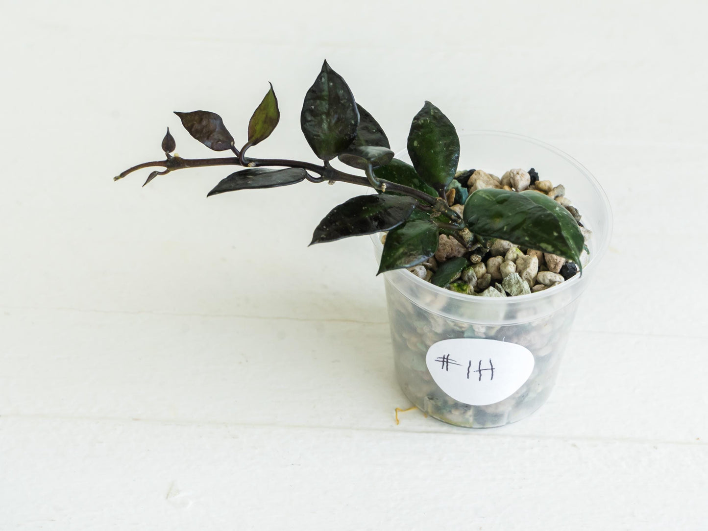 Hoya lacunosa 'Black Queen'