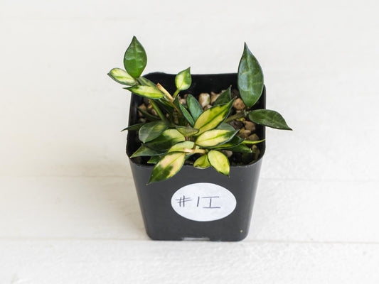 Hoya lacunosa (Inner Variegated) | 2-Inch