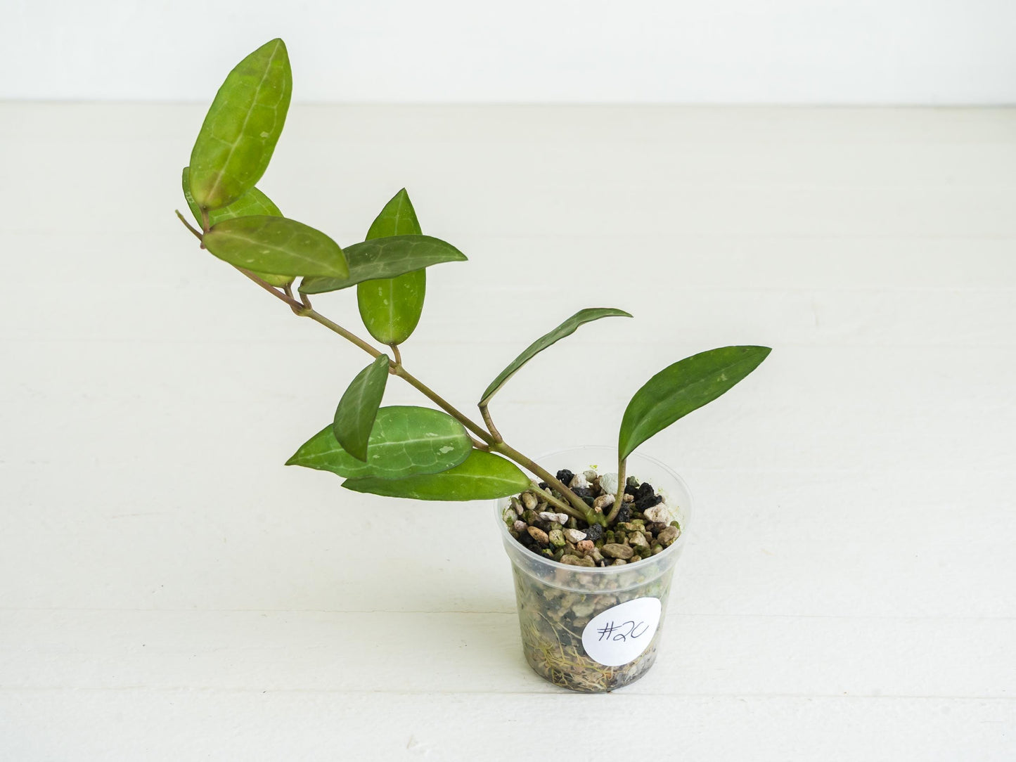Hoya Elliptica (Blemished) | 2-Inch