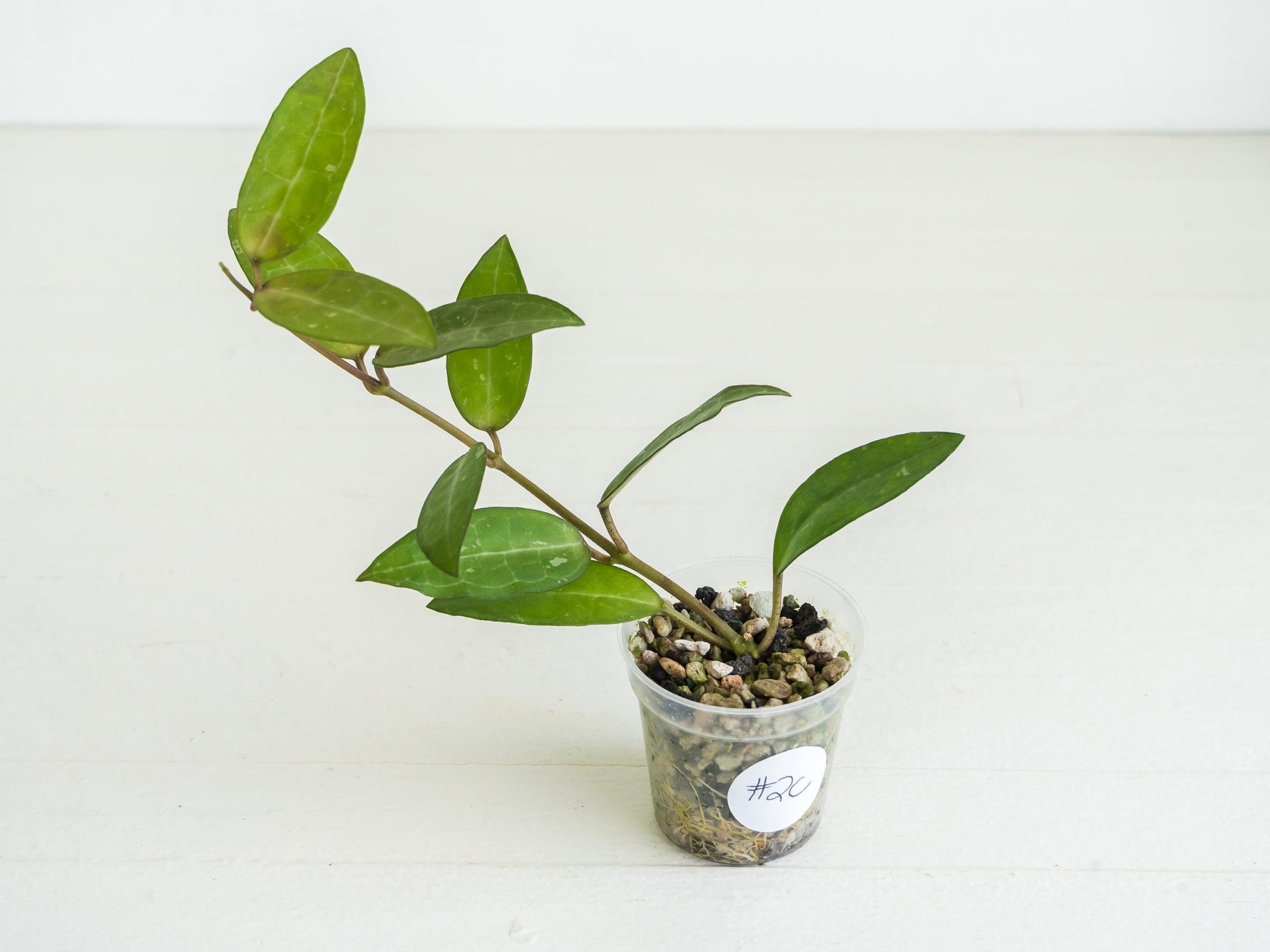 Hoya Elliptica (Blemished) | 2-Inch