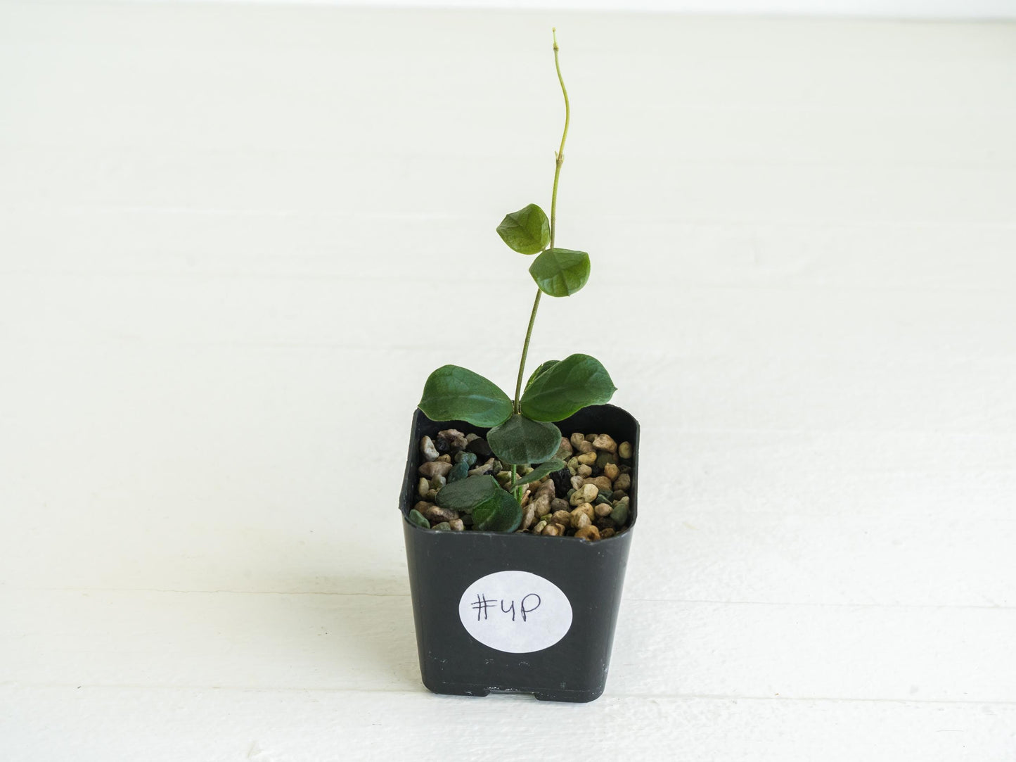 Hoya obcordata | 2-Inch