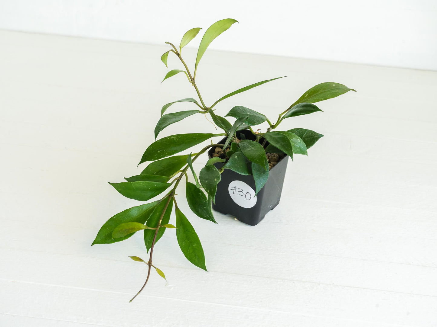 Hoya 'Rebecca' | 2-Inch
