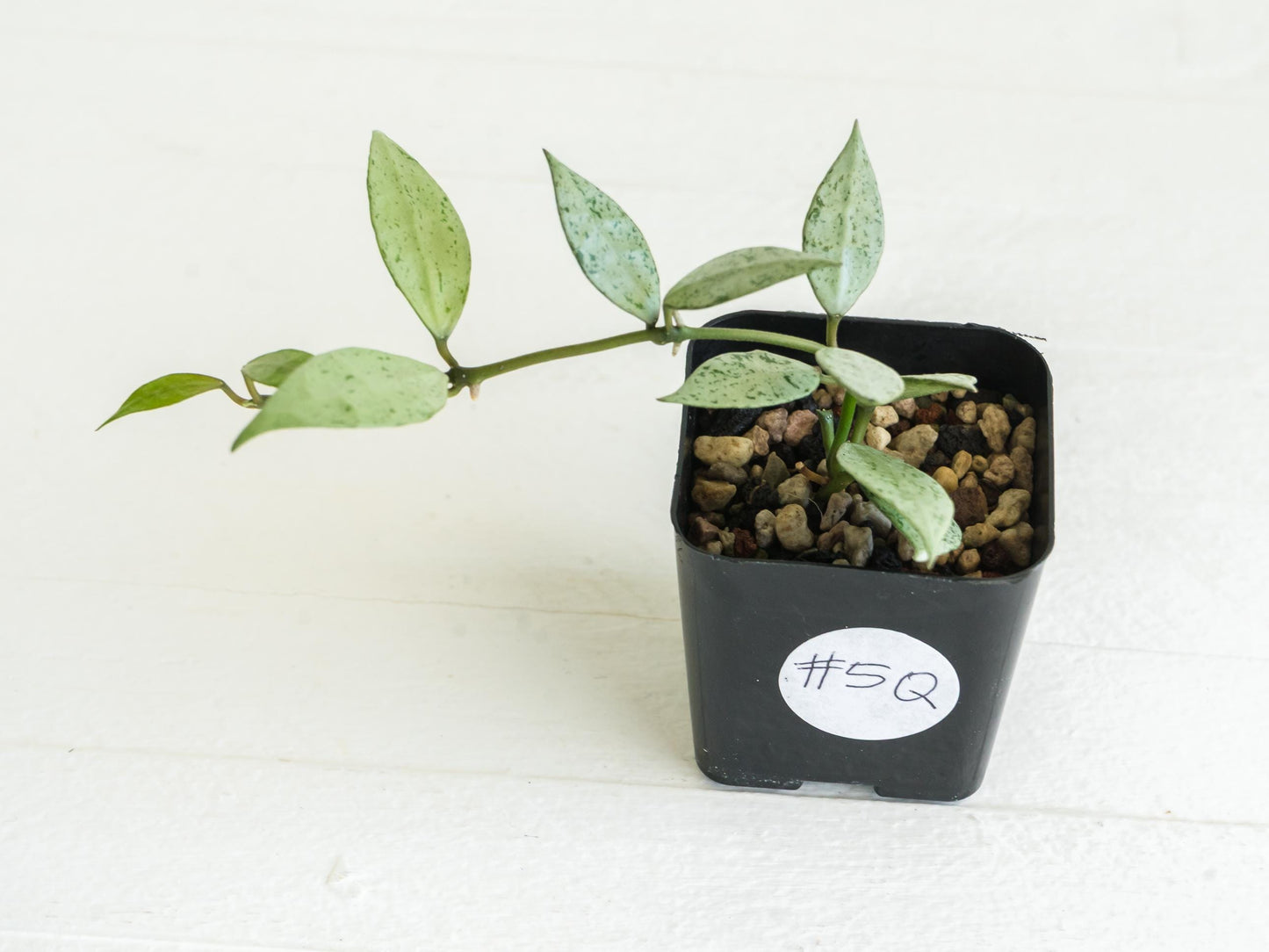 Hoya lacunosa 'Silver Lime' | 2-Inch