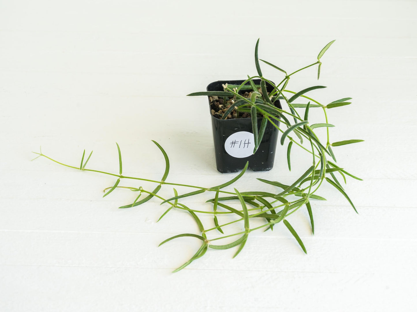 Hoya linearis | 2-Inch