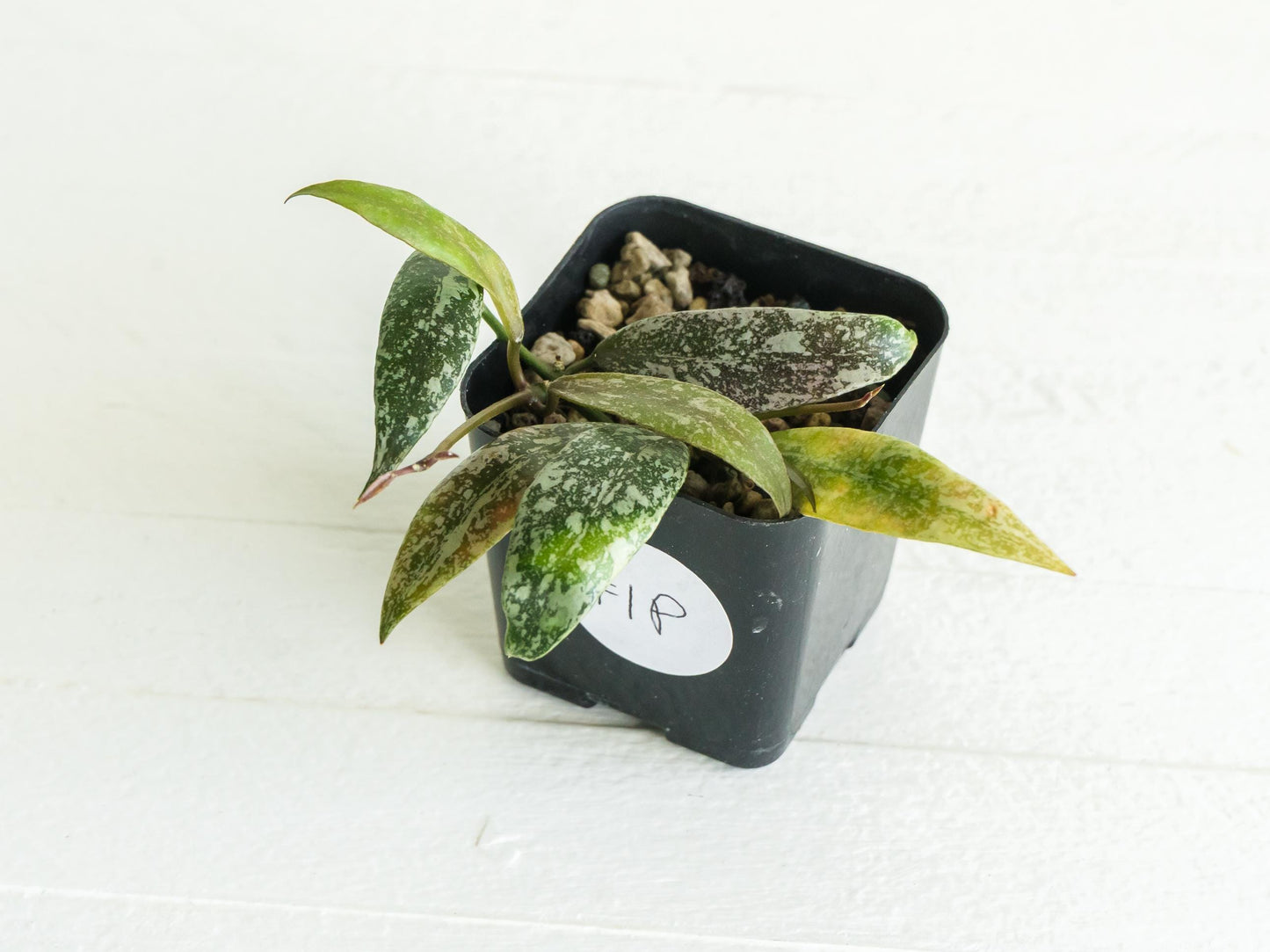 Hoya lacunosa 'Laos Full Splash' | 2-Inch