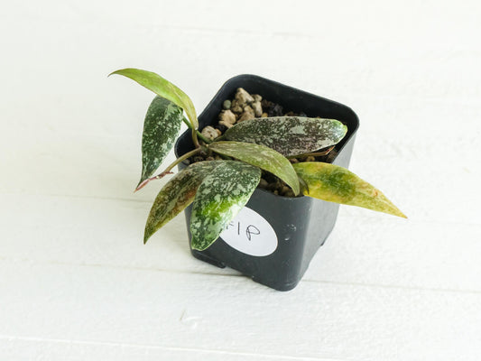Hoya lacunosa 'Laos Full Splash' | 2-Inch