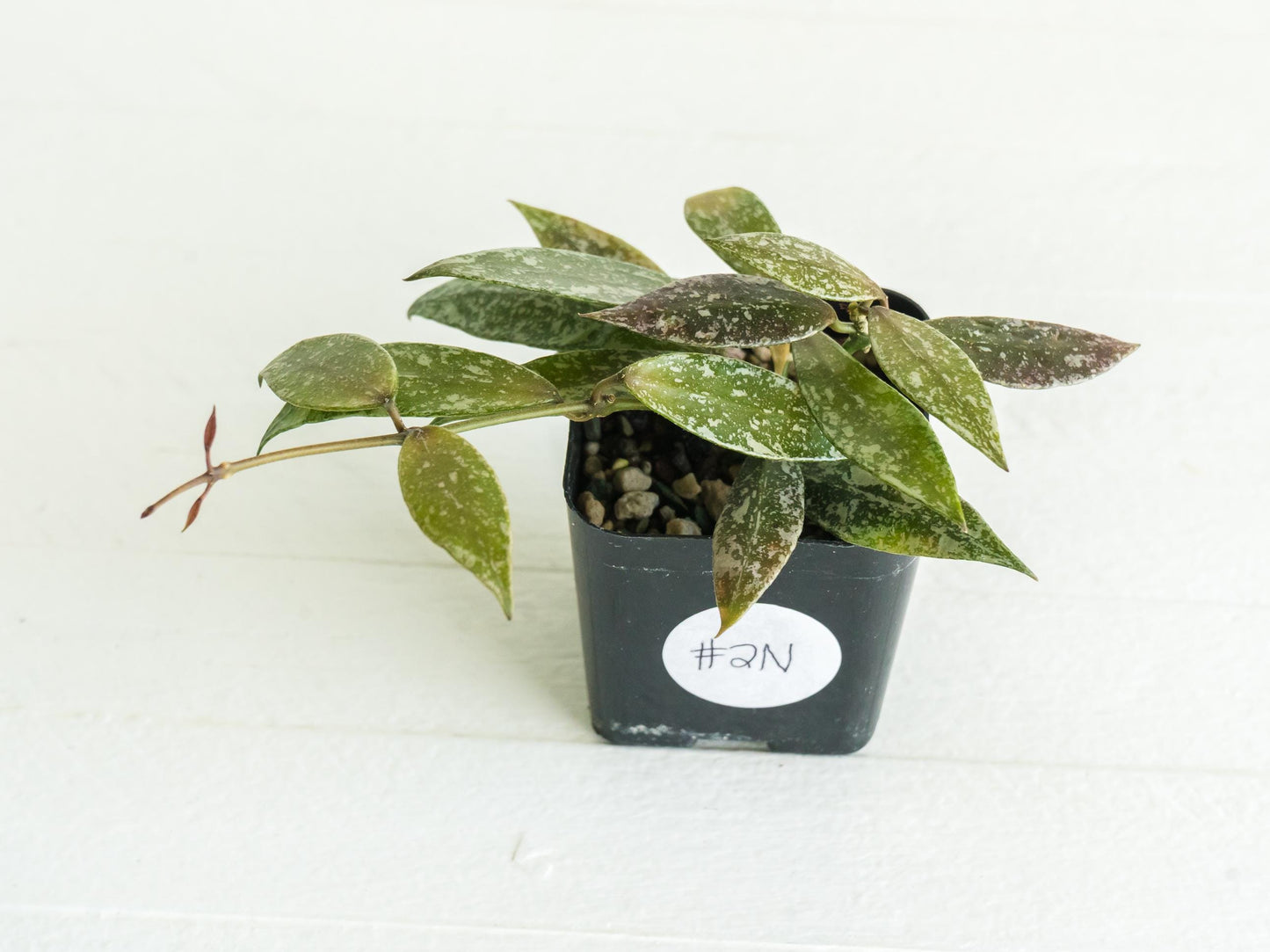 Hoya lacunosa 'Laos Full Splash' | 2-Inch