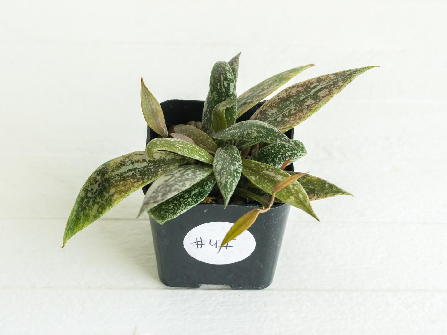 Hoya lacunosa 'Laos Full Splash' | 2-Inch | Exact Plant | Free Live Arrival Guarantee